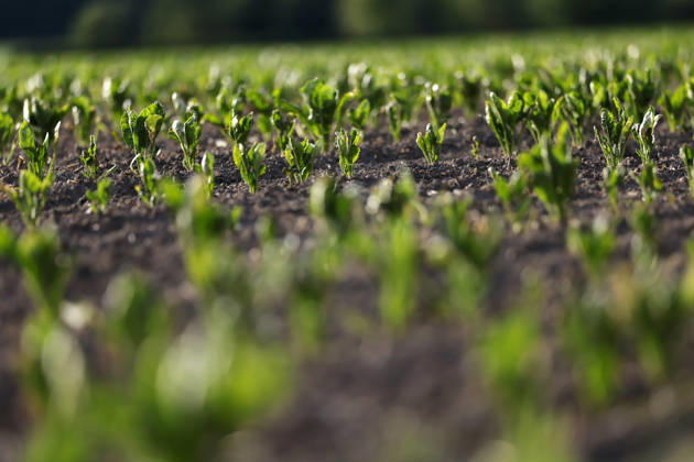 Im Mai wachsen Zuckerrüben noch als junge Pflanzen in gleichmäßigen Reihen auf dem Feld bei Köln. Ihre kleinen, kräftig grünen Blätter breiten sich langsam aus, während sich unter der Erde die Rübe entwickelt. (Themenbild, Symbolbild) Frechen, 24.05.2026 NRW Deutschland Copyright: xChristophxHardtx