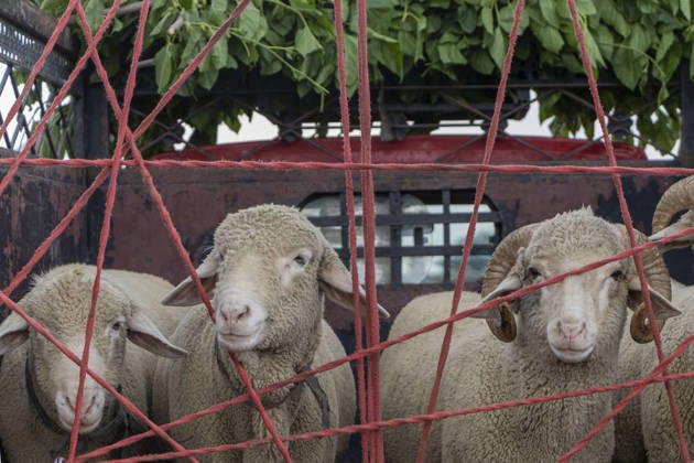 May 25, 2026, Srinagar, Jammu And Kashmir, India: Sheep are seen tied in the back of a vehicle at a livestock market ahead of the Muslim festival of Eid al Adha in Srinagar, the summer capital of Indian Kashmir. Srinagar India  - ZUMAf191 20260525_zip_f191_004 Copyright: xUmarxFarooqx