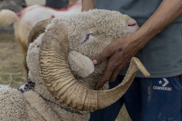 May 25, 2026, Srinagar, Jammu And Kashmir, India: A man holds a sheep at a livestock market ahead of the Muslim festival of Eid al Adha in Srinagar, the summer capital of Indian Kashmir. Srinagar India  - ZUMAf191 20260525_zip_f191_005 Copyright: xUmarxFarooqx