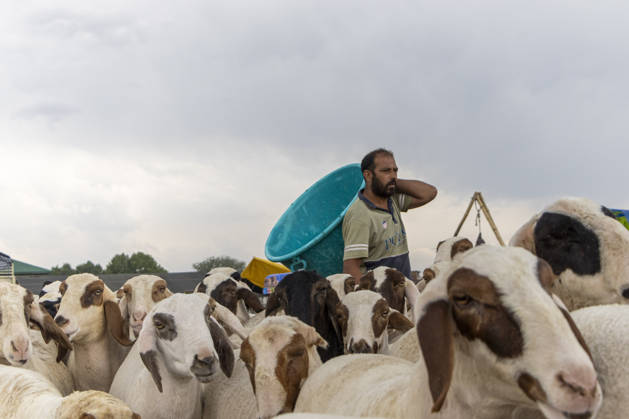 May 25, 2026, Srinagar, Jammu And Kashmir, India: A livestock trader stands among sheep at a livestock market ahead of the Muslim festival of Eid al Adha in Srinagar, the summer capital of Indian Kashmir. Srinagar India  - ZUMAf191 20260525_zip_f191_003 Copyright: xUmarxFarooqx