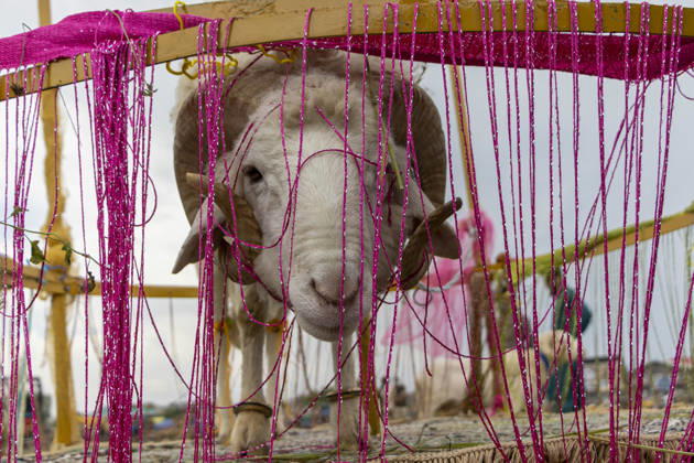 News Bilder des Tages May 25, 2026, Srinagar, Jammu And Kashmir, India: A sacrificial sheep is seen for sale at a livestock market ahead of the Muslim festival of Eid al Adha in Srinagar, the summer capital of Indian Kashmir. Srinagar India  - ZUMAf191 20260525_zip_f191_001 Copyright: xUmarxFarooqx