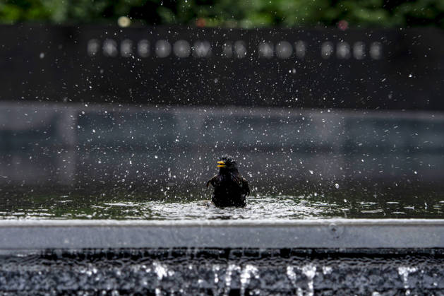 A bird takes a bath at the Korean War Memorial on Memorial Day in Washington, DC on Monday, May 25, 2026.  WAP20260525340 BONNIExCASH