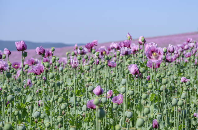 26.05.2026, Rheinland-Pfalz, Quirnheim. 26.05.2025, Rheinland-Pfalz, Kindenheim. Ein ungewöhnliches Meer aus lila Blüten zeigt sich am Dienstag am Ortsrand von Quirnheim. Dort wird Schlafmohn angebaut. Schlafmohnfelder sieht man eher selten in Deutschland. Der Anbau ist genehmigungspflichtig . Die Flächen müssen bei der Bundesopiumstelle beantragt werden. Ebenso muss der Ertrag gemeldet werden. Bei dem angebauten Schlafmohn handelt es sich jedoch um eine opiumarme Variante. Die Samen, die in der Regel Anfang August geerntet werden kennt man zum Beispiel von den Mohnbrötchen beim Bäcker. Die Pflanze selbst blüht nur wenige Tage. Bald ist die lila Pracht schon wieder vorbei.