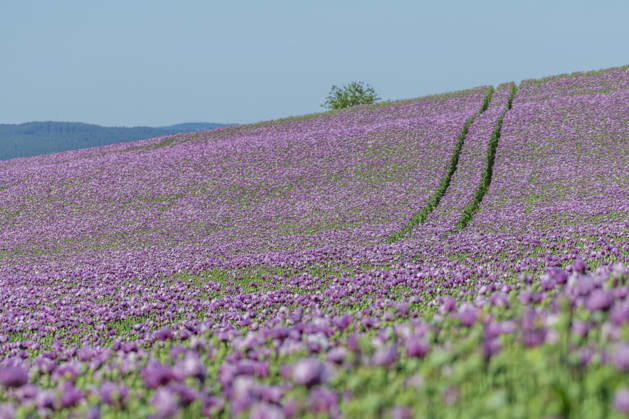 26.05.2026, Rheinland-Pfalz, Quirnheim. 26.05.2025, Rheinland-Pfalz, Kindenheim. Ein ungewöhnliches Meer aus lila Blüten zeigt sich am Dienstag am Ortsrand von Quirnheim. Dort wird Schlafmohn angebaut. Schlafmohnfelder sieht man eher selten in Deutschland. Der Anbau ist genehmigungspflichtig . Die Flächen müssen bei der Bundesopiumstelle beantragt werden. Ebenso muss der Ertrag gemeldet werden. Bei dem angebauten Schlafmohn handelt es sich jedoch um eine opiumarme Variante. Die Samen, die in der Regel Anfang August geerntet werden kennt man zum Beispiel von den Mohnbrötchen beim Bäcker. Die Pflanze selbst blüht nur wenige Tage. Bald ist die lila Pracht schon wieder vorbei.