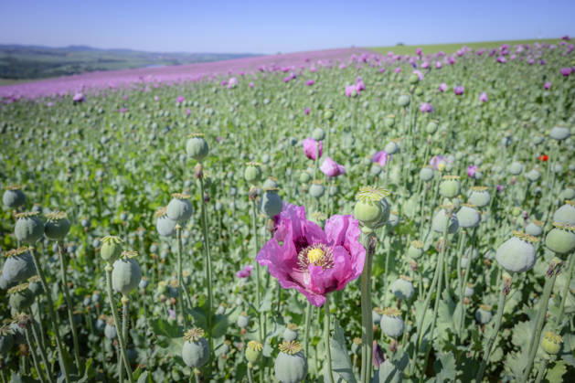 26.05.2026, Rheinland-Pfalz, Quirnheim. 26.05.2025, Rheinland-Pfalz, Kindenheim. Ein ungewöhnliches Meer aus lila Blüten zeigt sich am Dienstag am Ortsrand von Quirnheim. Dort wird Schlafmohn angebaut. Schlafmohnfelder sieht man eher selten in Deutschland. Der Anbau ist genehmigungspflichtig . Die Flächen müssen bei der Bundesopiumstelle beantragt werden. Ebenso muss der Ertrag gemeldet werden. Bei dem angebauten Schlafmohn handelt es sich jedoch um eine opiumarme Variante. Die Samen, die in der Regel Anfang August geerntet werden kennt man zum Beispiel von den Mohnbrötchen beim Bäcker. Die Pflanze selbst blüht nur wenige Tage. Bald ist die lila Pracht schon wieder vorbei.