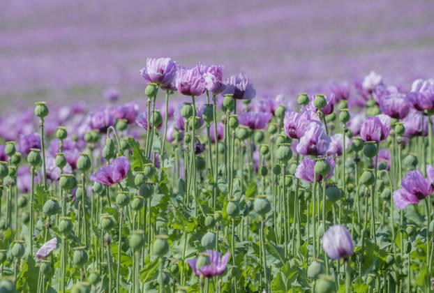26.05.2026, Rheinland-Pfalz, Quirnheim. 26.05.2025, Rheinland-Pfalz, Kindenheim. Ein ungewöhnliches Meer aus lila Blüten zeigt sich am Dienstag am Ortsrand von Quirnheim. Dort wird Schlafmohn angebaut. Schlafmohnfelder sieht man eher selten in Deutschland. Der Anbau ist genehmigungspflichtig . Die Flächen müssen bei der Bundesopiumstelle beantragt werden. Ebenso muss der Ertrag gemeldet werden. Bei dem angebauten Schlafmohn handelt es sich jedoch um eine opiumarme Variante. Die Samen, die in der Regel Anfang August geerntet werden kennt man zum Beispiel von den Mohnbrötchen beim Bäcker. Die Pflanze selbst blüht nur wenige Tage. Bald ist die lila Pracht schon wieder vorbei.