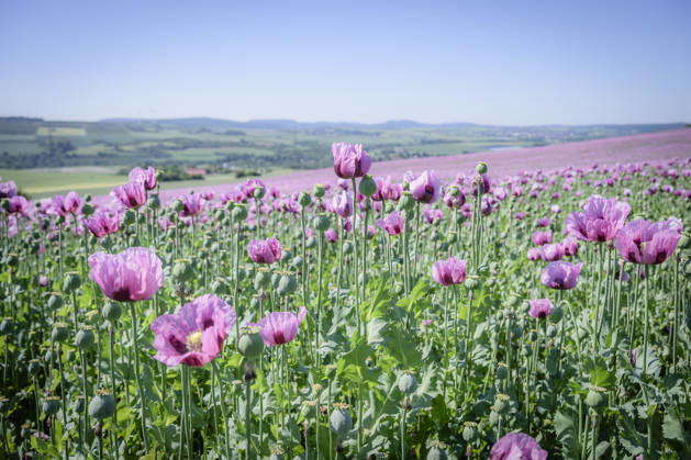 26.05.2026, Rheinland-Pfalz, Quirnheim. 26.05.2025, Rheinland-Pfalz, Kindenheim. Ein ungewöhnliches Meer aus lila Blüten zeigt sich am Dienstag am Ortsrand von Quirnheim. Dort wird Schlafmohn angebaut. Schlafmohnfelder sieht man eher selten in Deutschland. Der Anbau ist genehmigungspflichtig . Die Flächen müssen bei der Bundesopiumstelle beantragt werden. Ebenso muss der Ertrag gemeldet werden. Bei dem angebauten Schlafmohn handelt es sich jedoch um eine opiumarme Variante. Die Samen, die in der Regel Anfang August geerntet werden kennt man zum Beispiel von den Mohnbrötchen beim Bäcker. Die Pflanze selbst blüht nur wenige Tage. Bald ist die lila Pracht schon wieder vorbei.