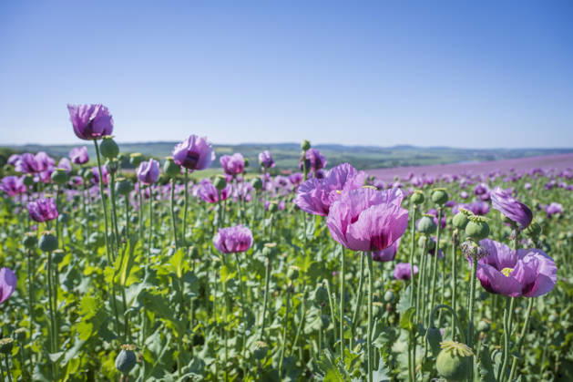 26.05.2026, Rheinland-Pfalz, Quirnheim. 26.05.2025, Rheinland-Pfalz, Kindenheim. Ein ungewöhnliches Meer aus lila Blüten zeigt sich am Dienstag am Ortsrand von Quirnheim. Dort wird Schlafmohn angebaut. Schlafmohnfelder sieht man eher selten in Deutschland. Der Anbau ist genehmigungspflichtig . Die Flächen müssen bei der Bundesopiumstelle beantragt werden. Ebenso muss der Ertrag gemeldet werden. Bei dem angebauten Schlafmohn handelt es sich jedoch um eine opiumarme Variante. Die Samen, die in der Regel Anfang August geerntet werden kennt man zum Beispiel von den Mohnbrötchen beim Bäcker. Die Pflanze selbst blüht nur wenige Tage. Bald ist die lila Pracht schon wieder vorbei.