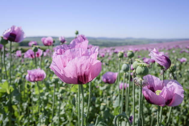 26.05.2026, Rheinland-Pfalz, Quirnheim. 26.05.2025, Rheinland-Pfalz, Kindenheim. Ein ungewöhnliches Meer aus lila Blüten zeigt sich am Dienstag am Ortsrand von Quirnheim. Dort wird Schlafmohn angebaut. Schlafmohnfelder sieht man eher selten in Deutschland. Der Anbau ist genehmigungspflichtig . Die Flächen müssen bei der Bundesopiumstelle beantragt werden. Ebenso muss der Ertrag gemeldet werden. Bei dem angebauten Schlafmohn handelt es sich jedoch um eine opiumarme Variante. Die Samen, die in der Regel Anfang August geerntet werden kennt man zum Beispiel von den Mohnbrötchen beim Bäcker. Die Pflanze selbst blüht nur wenige Tage. Bald ist die lila Pracht schon wieder vorbei.