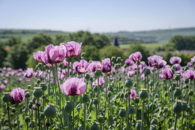 26.05.2026, Rheinland-Pfalz, Quirnheim. 26.05.2025, Rheinland-Pfalz, Kindenheim. Ein ungewöhnliches Meer aus lila Blüten zeigt sich am Dienstag am Ortsrand von Quirnheim. Dort wird Schlafmohn angebaut. Schlafmohnfelder sieht man eher selten in Deutschland. Der Anbau ist genehmigungspflichtig . Die Flächen müssen bei der Bundesopiumstelle beantragt werden. Ebenso muss der Ertrag gemeldet werden. Bei dem angebauten Schlafmohn handelt es sich jedoch um eine opiumarme Variante. Die Samen, die in der Regel Anfang August geerntet werden kennt man zum Beispiel von den Mohnbrötchen beim Bäcker. Die Pflanze selbst blüht nur wenige Tage. Bald ist die lila Pracht schon wieder vorbei.