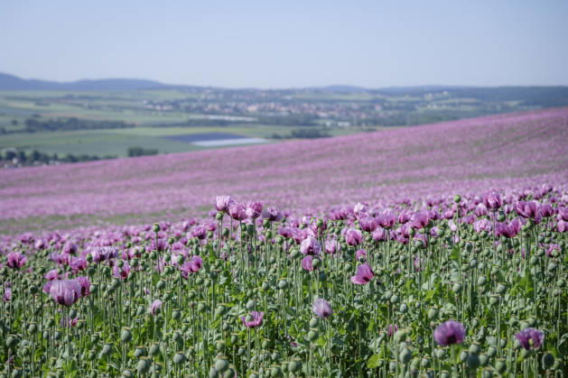 26.05.2026, Rheinland-Pfalz, Quirnheim. 26.05.2025, Rheinland-Pfalz, Kindenheim. Ein ungewöhnliches Meer aus lila Blüten zeigt sich am Dienstag am Ortsrand von Quirnheim. Dort wird Schlafmohn angebaut. Schlafmohnfelder sieht man eher selten in Deutschland. Der Anbau ist genehmigungspflichtig . Die Flächen müssen bei der Bundesopiumstelle beantragt werden. Ebenso muss der Ertrag gemeldet werden. Bei dem angebauten Schlafmohn handelt es sich jedoch um eine opiumarme Variante. Die Samen, die in der Regel Anfang August geerntet werden kennt man zum Beispiel von den Mohnbrötchen beim Bäcker. Die Pflanze selbst blüht nur wenige Tage. Bald ist die lila Pracht schon wieder vorbei.