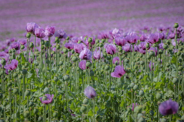 26.05.2026, Rheinland-Pfalz, Quirnheim. 26.05.2025, Rheinland-Pfalz, Kindenheim. Ein ungewöhnliches Meer aus lila Blüten zeigt sich am Dienstag am Ortsrand von Quirnheim. Dort wird Schlafmohn angebaut. Schlafmohnfelder sieht man eher selten in Deutschland. Der Anbau ist genehmigungspflichtig . Die Flächen müssen bei der Bundesopiumstelle beantragt werden. Ebenso muss der Ertrag gemeldet werden. Bei dem angebauten Schlafmohn handelt es sich jedoch um eine opiumarme Variante. Die Samen, die in der Regel Anfang August geerntet werden kennt man zum Beispiel von den Mohnbrötchen beim Bäcker. Die Pflanze selbst blüht nur wenige Tage. Bald ist die lila Pracht schon wieder vorbei.