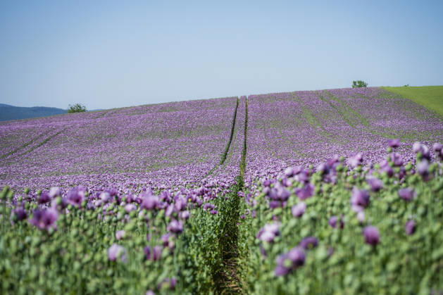 26.05.2026, Rheinland-Pfalz, Quirnheim. 26.05.2025, Rheinland-Pfalz, Kindenheim. Ein ungewöhnliches Meer aus lila Blüten zeigt sich am Dienstag am Ortsrand von Quirnheim. Dort wird Schlafmohn angebaut. Schlafmohnfelder sieht man eher selten in Deutschland. Der Anbau ist genehmigungspflichtig . Die Flächen müssen bei der Bundesopiumstelle beantragt werden. Ebenso muss der Ertrag gemeldet werden. Bei dem angebauten Schlafmohn handelt es sich jedoch um eine opiumarme Variante. Die Samen, die in der Regel Anfang August geerntet werden kennt man zum Beispiel von den Mohnbrötchen beim Bäcker. Die Pflanze selbst blüht nur wenige Tage. Bald ist die lila Pracht schon wieder vorbei.