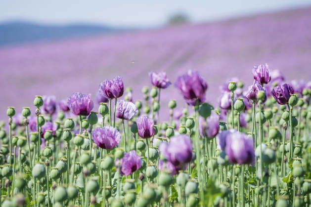 26.05.2026, Rheinland-Pfalz, Quirnheim. 26.05.2025, Rheinland-Pfalz, Kindenheim. Ein ungewöhnliches Meer aus lila Blüten zeigt sich am Dienstag am Ortsrand von Quirnheim. Dort wird Schlafmohn angebaut. Schlafmohnfelder sieht man eher selten in Deutschland. Der Anbau ist genehmigungspflichtig . Die Flächen müssen bei der Bundesopiumstelle beantragt werden. Ebenso muss der Ertrag gemeldet werden. Bei dem angebauten Schlafmohn handelt es sich jedoch um eine opiumarme Variante. Die Samen, die in der Regel Anfang August geerntet werden kennt man zum Beispiel von den Mohnbrötchen beim Bäcker. Die Pflanze selbst blüht nur wenige Tage. Bald ist die lila Pracht schon wieder vorbei.