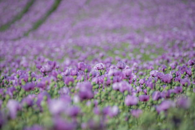 26.05.2026, Rheinland-Pfalz, Quirnheim. 26.05.2025, Rheinland-Pfalz, Kindenheim. Ein ungewöhnliches Meer aus lila Blüten zeigt sich am Dienstag am Ortsrand von Quirnheim. Dort wird Schlafmohn angebaut. Schlafmohnfelder sieht man eher selten in Deutschland. Der Anbau ist genehmigungspflichtig . Die Flächen müssen bei der Bundesopiumstelle beantragt werden. Ebenso muss der Ertrag gemeldet werden. Bei dem angebauten Schlafmohn handelt es sich jedoch um eine opiumarme Variante. Die Samen, die in der Regel Anfang August geerntet werden kennt man zum Beispiel von den Mohnbrötchen beim Bäcker. Die Pflanze selbst blüht nur wenige Tage. Bald ist die lila Pracht schon wieder vorbei.