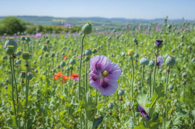 26.05.2026, Rheinland-Pfalz, Quirnheim. 26.05.2025, Rheinland-Pfalz, Kindenheim. Ein ungewöhnliches Meer aus lila Blüten zeigt sich am Dienstag am Ortsrand von Quirnheim. Dort wird Schlafmohn angebaut. Schlafmohnfelder sieht man eher selten in Deutschland. Der Anbau ist genehmigungspflichtig . Die Flächen müssen bei der Bundesopiumstelle beantragt werden. Ebenso muss der Ertrag gemeldet werden. Bei dem angebauten Schlafmohn handelt es sich jedoch um eine opiumarme Variante. Die Samen, die in der Regel Anfang August geerntet werden kennt man zum Beispiel von den Mohnbrötchen beim Bäcker. Die Pflanze selbst blüht nur wenige Tage. Bald ist die lila Pracht schon wieder vorbei.