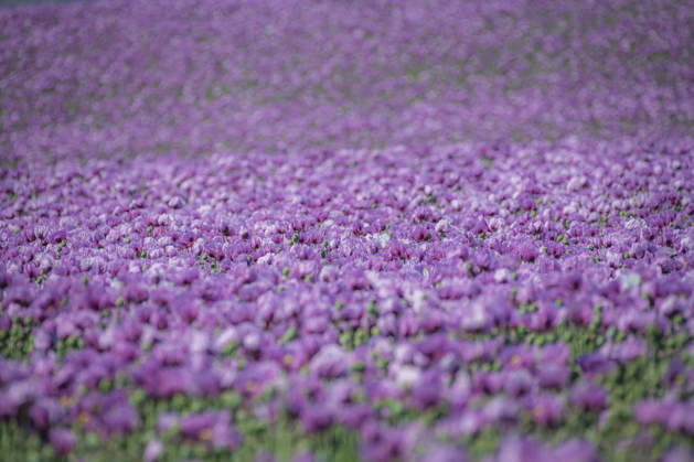 26.05.2026, Rheinland-Pfalz, Quirnheim. 26.05.2025, Rheinland-Pfalz, Kindenheim. Ein ungewöhnliches Meer aus lila Blüten zeigt sich am Dienstag am Ortsrand von Quirnheim. Dort wird Schlafmohn angebaut. Schlafmohnfelder sieht man eher selten in Deutschland. Der Anbau ist genehmigungspflichtig . Die Flächen müssen bei der Bundesopiumstelle beantragt werden. Ebenso muss der Ertrag gemeldet werden. Bei dem angebauten Schlafmohn handelt es sich jedoch um eine opiumarme Variante. Die Samen, die in der Regel Anfang August geerntet werden kennt man zum Beispiel von den Mohnbrötchen beim Bäcker. Die Pflanze selbst blüht nur wenige Tage. Bald ist die lila Pracht schon wieder vorbei.