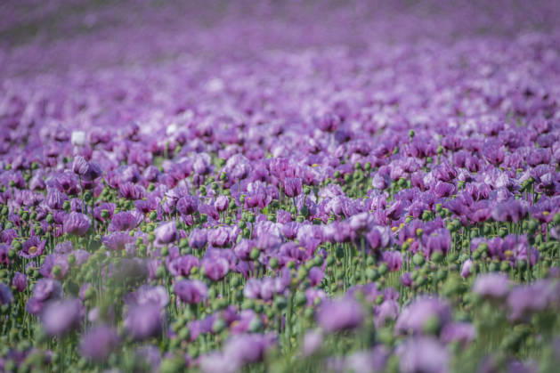 26.05.2026, Rheinland-Pfalz, Quirnheim. 26.05.2025, Rheinland-Pfalz, Kindenheim. Ein ungewöhnliches Meer aus lila Blüten zeigt sich am Dienstag am Ortsrand von Quirnheim. Dort wird Schlafmohn angebaut. Schlafmohnfelder sieht man eher selten in Deutschland. Der Anbau ist genehmigungspflichtig . Die Flächen müssen bei der Bundesopiumstelle beantragt werden. Ebenso muss der Ertrag gemeldet werden. Bei dem angebauten Schlafmohn handelt es sich jedoch um eine opiumarme Variante. Die Samen, die in der Regel Anfang August geerntet werden kennt man zum Beispiel von den Mohnbrötchen beim Bäcker. Die Pflanze selbst blüht nur wenige Tage. Bald ist die lila Pracht schon wieder vorbei.