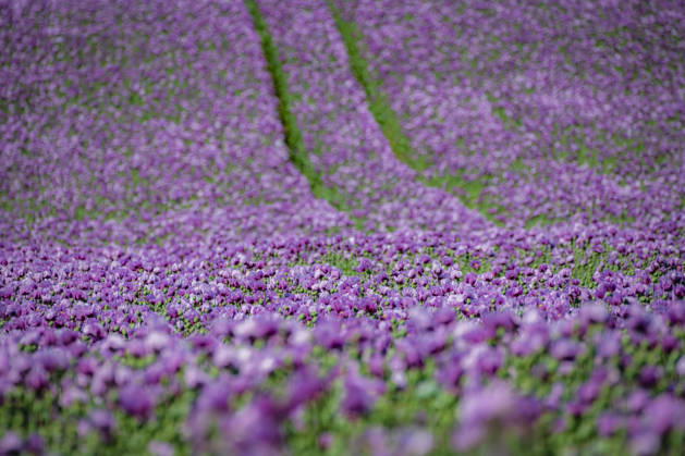 26.05.2026, Rheinland-Pfalz, Quirnheim. 26.05.2025, Rheinland-Pfalz, Kindenheim. Ein ungewöhnliches Meer aus lila Blüten zeigt sich am Dienstag am Ortsrand von Quirnheim. Dort wird Schlafmohn angebaut. Schlafmohnfelder sieht man eher selten in Deutschland. Der Anbau ist genehmigungspflichtig . Die Flächen müssen bei der Bundesopiumstelle beantragt werden. Ebenso muss der Ertrag gemeldet werden. Bei dem angebauten Schlafmohn handelt es sich jedoch um eine opiumarme Variante. Die Samen, die in der Regel Anfang August geerntet werden kennt man zum Beispiel von den Mohnbrötchen beim Bäcker. Die Pflanze selbst blüht nur wenige Tage. Bald ist die lila Pracht schon wieder vorbei.