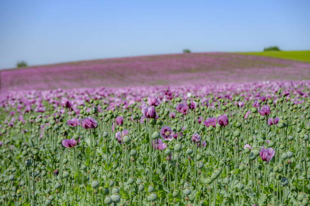 26.05.2026, Rheinland-Pfalz, Quirnheim. 26.05.2025, Rheinland-Pfalz, Kindenheim. Ein ungewöhnliches Meer aus lila Blüten zeigt sich am Dienstag am Ortsrand von Quirnheim. Dort wird Schlafmohn angebaut. Schlafmohnfelder sieht man eher selten in Deutschland. Der Anbau ist genehmigungspflichtig . Die Flächen müssen bei der Bundesopiumstelle beantragt werden. Ebenso muss der Ertrag gemeldet werden. Bei dem angebauten Schlafmohn handelt es sich jedoch um eine opiumarme Variante. Die Samen, die in der Regel Anfang August geerntet werden kennt man zum Beispiel von den Mohnbrötchen beim Bäcker. Die Pflanze selbst blüht nur wenige Tage. Bald ist die lila Pracht schon wieder vorbei.