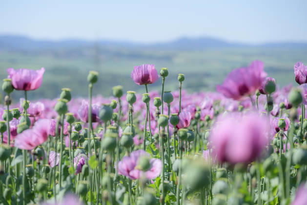 26.05.2026, Rheinland-Pfalz, Quirnheim. 26.05.2025, Rheinland-Pfalz, Kindenheim. Ein ungewöhnliches Meer aus lila Blüten zeigt sich am Dienstag am Ortsrand von Quirnheim. Dort wird Schlafmohn angebaut. Schlafmohnfelder sieht man eher selten in Deutschland. Der Anbau ist genehmigungspflichtig . Die Flächen müssen bei der Bundesopiumstelle beantragt werden. Ebenso muss der Ertrag gemeldet werden. Bei dem angebauten Schlafmohn handelt es sich jedoch um eine opiumarme Variante. Die Samen, die in der Regel Anfang August geerntet werden kennt man zum Beispiel von den Mohnbrötchen beim Bäcker. Die Pflanze selbst blüht nur wenige Tage. Bald ist die lila Pracht schon wieder vorbei.