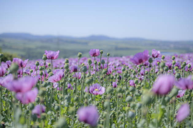 26.05.2026, Rheinland-Pfalz, Quirnheim. 26.05.2025, Rheinland-Pfalz, Kindenheim. Ein ungewöhnliches Meer aus lila Blüten zeigt sich am Dienstag am Ortsrand von Quirnheim. Dort wird Schlafmohn angebaut. Schlafmohnfelder sieht man eher selten in Deutschland. Der Anbau ist genehmigungspflichtig . Die Flächen müssen bei der Bundesopiumstelle beantragt werden. Ebenso muss der Ertrag gemeldet werden. Bei dem angebauten Schlafmohn handelt es sich jedoch um eine opiumarme Variante. Die Samen, die in der Regel Anfang August geerntet werden kennt man zum Beispiel von den Mohnbrötchen beim Bäcker. Die Pflanze selbst blüht nur wenige Tage. Bald ist die lila Pracht schon wieder vorbei.