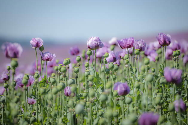 26.05.2026, Rheinland-Pfalz, Quirnheim. 26.05.2025, Rheinland-Pfalz, Kindenheim. Ein ungewöhnliches Meer aus lila Blüten zeigt sich am Dienstag am Ortsrand von Quirnheim. Dort wird Schlafmohn angebaut. Schlafmohnfelder sieht man eher selten in Deutschland. Der Anbau ist genehmigungspflichtig . Die Flächen müssen bei der Bundesopiumstelle beantragt werden. Ebenso muss der Ertrag gemeldet werden. Bei dem angebauten Schlafmohn handelt es sich jedoch um eine opiumarme Variante. Die Samen, die in der Regel Anfang August geerntet werden kennt man zum Beispiel von den Mohnbrötchen beim Bäcker. Die Pflanze selbst blüht nur wenige Tage. Bald ist die lila Pracht schon wieder vorbei.