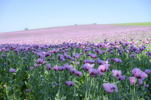 26.05.2026, Rheinland-Pfalz, Quirnheim. 26.05.2025, Rheinland-Pfalz, Kindenheim. Ein ungewöhnliches Meer aus lila Blüten zeigt sich am Dienstag am Ortsrand von Quirnheim. Dort wird Schlafmohn angebaut. Schlafmohnfelder sieht man eher selten in Deutschland. Der Anbau ist genehmigungspflichtig . Die Flächen müssen bei der Bundesopiumstelle beantragt werden. Ebenso muss der Ertrag gemeldet werden. Bei dem angebauten Schlafmohn handelt es sich jedoch um eine opiumarme Variante. Die Samen, die in der Regel Anfang August geerntet werden kennt man zum Beispiel von den Mohnbrötchen beim Bäcker. Die Pflanze selbst blüht nur wenige Tage. Bald ist die lila Pracht schon wieder vorbei.