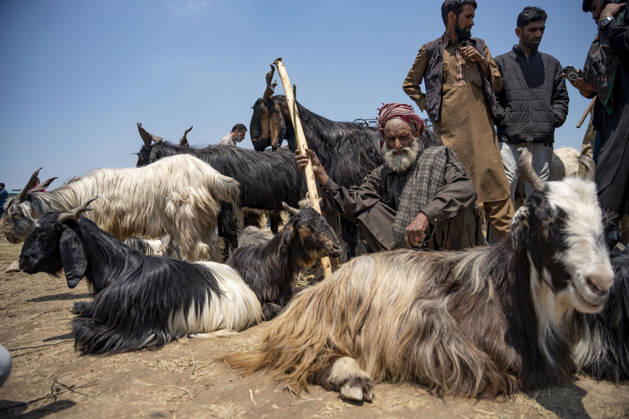 Eid ul Adha Festival in Srinagar, India - 26 MAY 2026. A bakarwal man seen posing for a picture with his sacrificial animals on sale at makeshift market ahead of Eid al-Adha. Eid al-Adha, also known as Bakr Eid or the Festival of Sacrifice, is an important Islamic festival that honours Prophet Ibrahim’s willingness to sacrifice his son Ismail in obedience to Allah. Muslims celebrate it with prayers, animal sacrifice (Qurbani), and acts of charity and sharing. It marks the culmination of the annual Hajj pilgrimage to Mecca. Srinagar India Copyright: xIdreesxAbbasx xSOPAxImagesx IdreesAbbas_26MAY2026__14