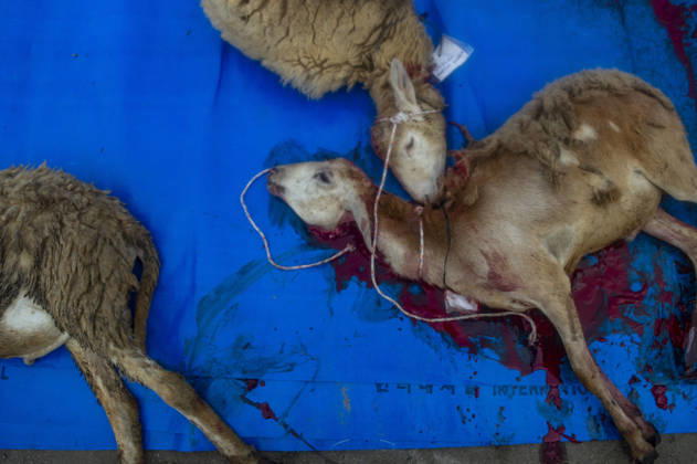 Communal Ethical Qurban of Eid al-Adha 1447 H Graphic Content - Worshippers and volunteers under the Luqmanul Hakim Foundation gather in Medan Marelan, North Sumatra, to perform the sacred Eid Al-Adha 1447 Hijriyah Qurban (animal sacrifice). Amidst industrial livestock pressures and recent infrastructure instabilities affecting market transparency, this communal slaughter serves as a vital anchor. Every step—from health verification to ethical slaughter—reclaims the fundamental Islamic obligation of halalan thayyiban (lawful and wholesome) meat consumption. Indonesia on May 27, 2026. Photo by Aditya Sutanta ABACAPRESS.COM Indonesia  Copyright: xAdityaxSutanta ABACAx