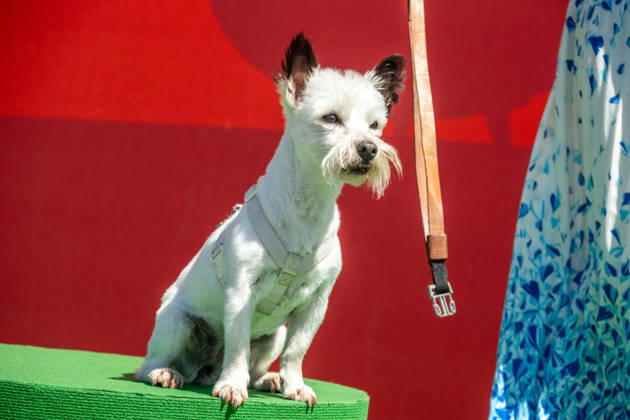Eröffnung des neuen Themenbereichs Idefix Abenteuerland im Freizeitpark Belantis bei Leipzig. Der familienorientierte Erlebnisbereich rund um die bekannten Asterix-Figuren ist Teil der geplanten Weiterentwicklung des Parks zum zukünftigen Asterix-Park Deutschland. Eröffnung Idefix Abenteuerland
