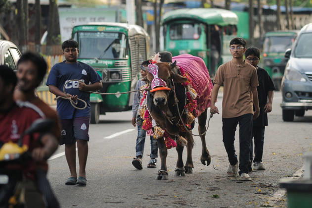 May 27, 2026: Chattogram, Bangladesh - Residents of Chattogram city lead decorated cattle show through city streets ahead of Eid-ul-Adha. The Muslim festival of sacrifice, when millions of animals are traded and prepared for ritual sacrifice across Bangladesh.  - ZUMAr143 20260527_zap_r143_001 Copyright: xMdxRafayatxHaquexKhanx