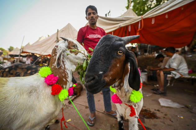 NEW DELHI, INDIA - MAY 27: Vendors are seen with the goats for sale at a livestock market ahead of Bakri Eid outside Jama Masjid, on May 27, 2026 in New Delhi, India. Eid al-Adha will be celebrated across most parts of India on May 28, 2026, after the Dhul-Hijjah crescent moon was not sighted earlier this week. Several governments and institutions revised their holiday schedules. While Saudi Arabia, the United Arab Emirates, and some other countries are marking the occasion today, May 27. (Photo by Sanchit Khanna Hindustan Times ) Eid al-Adha 2026