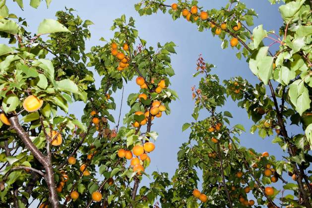 Apricots on a branch towards blue sky Copyright: xgemenacomx Panthermedia67486186.jpg