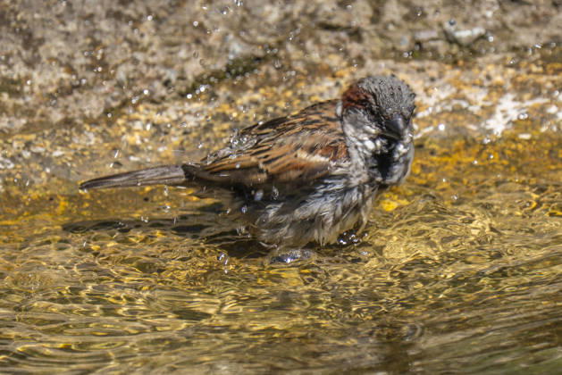 Ein badender Haussperling (Passer domesticus) in Berlin-Friedrichsfelde.