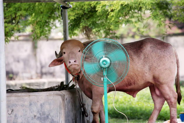 May 31, 2026, Dhakasegunbagicha, Dhaka, Bangladesh: 31 may 2026 DHAKA, BANGLADESH Ã¢â‚¬ A rare albino water buffalo nik named Donald Trump has become the center of intense care and massive public attention at the Bangladesh National Zoo in Mirpur, Dhaka, as a severe summer heatwave leaves the animal visibly exhausted...To provide relief from the sweltering temperatures, the zoo authorities have deployed extraordinary measures. Two large stand fans have been stationed directly next to his enclosure to keep the air moving, and handlers are bathing him with cold water every hour. Additionally, special configurations have been put in place to ensure a continuous flow of chilled air reaches the animal throughout the day...Since his arrival  - ZUMAh197 20260531_zip_h197_010 Copyright: xAzmalxHoqxHelalx