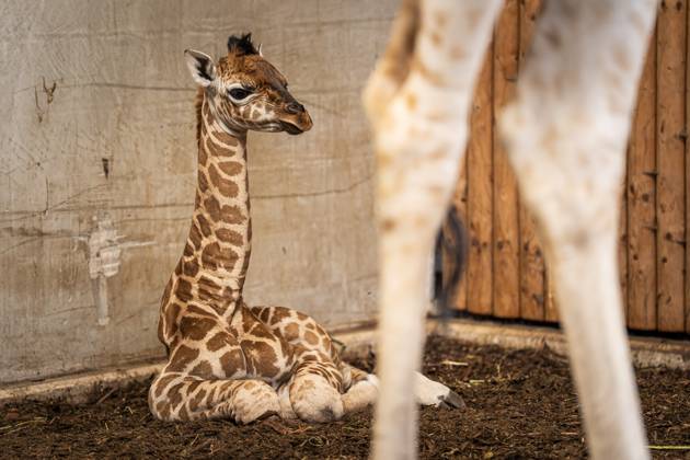 EMMEN - Baby giraffe Kenyi in the giraffe stable at Wildlands animal park. The male, a Northern giraffe, was born on May 28 and his name literally means son after 3 daughters . JASPAR MOULIJN ANP netherlands out - belgium out  Copyright: xx x559830422x originalFilename: 559830422.jpg