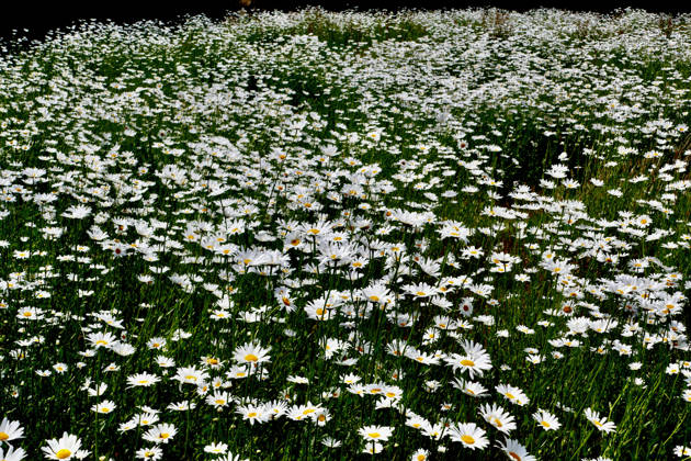 Field of Oxeye Daisies A field of Oxeye daisies carpet farmland in the afternoons sunshine. (Leucanthemum vulgare), commonly known as the ox-eye daisy, oxeye daisy, dog daisy, marguerite and other common names, is a widespread flowering plant native to Europe. A typical grassland plant, the oxeye daisy thrives on roadside verges and waste ground, as well as in traditional hay meadows and along field margins., Credit:Geoffrey Swaine Geoff Swaine - B4563 Avalon UK, Oxfordshire, Binfield Heath Copyright: xGeoffreyxSwainex xGeoffxSwainex-xB4563x xAvalonx 1107112704