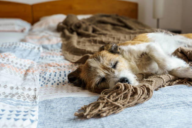 schlafen,hund,schlaf,schlafend,hunde ** sleeping,dog,sleep,to be asleep,to sleep,dogs 615-ftn