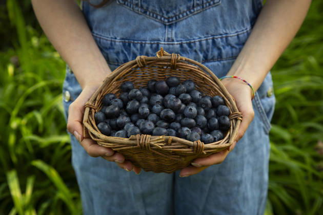Farmer holding basket of fresh blueberry in summer garden model released, Symbolfoto, LVF09742
