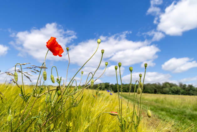 Freundliches Juniwetter Die Sonne scheint auf blühenden Mohn auf einem Feld., Wehrheim Hessen Deutschland