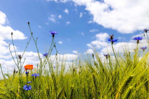 Freundliches Juniwetter Die Sonne scheint auf blühenden Mohn und Kornblumen auf einem Feld., Wehrheim Hessen Deutschland