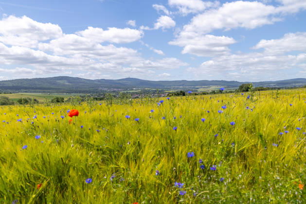 Freundliches Juniwetter Die Sonne scheint auf blühenden Mohn und Kornblumen auf einem Feld., Wehrheim Hessen Deutschland