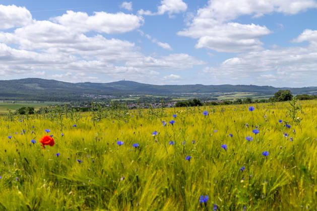 Freundliches Juniwetter Die Sonne scheint auf blühenden Mohn und Kornblumen auf einem Feld., Wehrheim Hessen Deutschland