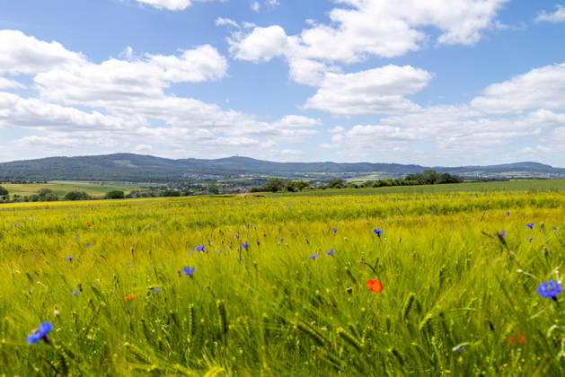 Freundliches Juniwetter Die Sonne scheint auf blühenden Mohn und Kornblumen auf einem Feld., Wehrheim Hessen Deutschland