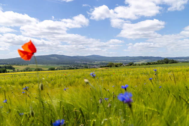 Freundliches Juniwetter Die Sonne scheint auf blühenden Mohn und Kornblumen auf einem Feld., Wehrheim Hessen Deutschland