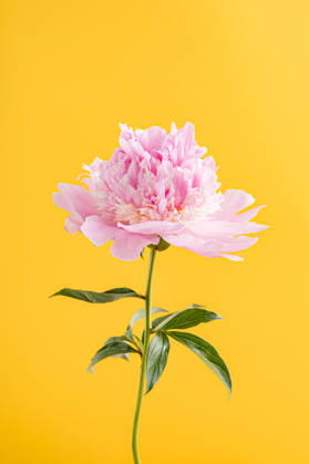 Bright pink peony flower on yellow background Bra?ov, Bra?ov, Romania CR_UUAB260603A-2044477-01
