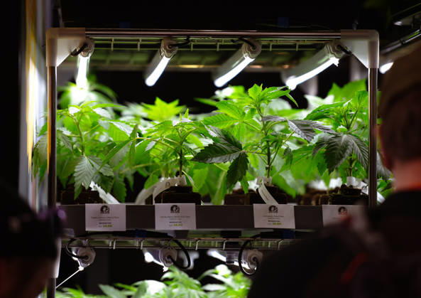 News Bilder des Tages 13.06.2026, xlakx, Entertainment, Mary Jane Berlin 2026 v.l. Cannabis-Jungpflanzen werden in einem beleuchteten Präsentationsregal ausgestellt.Die Veranstaltung präsentiert Aussteller aus den Bereichen Cannabis, Medizin, Lifestyle und Hanfprodukte. Berlin