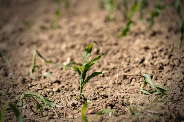 Ausgetrockneter Ackerboden und geschwächte Jungpflanzen zeigen die Folgen von Dürre und Wassermangel. Das Bild steht für Klimawandel, Ernteausfälle, sinkende Erträge und die Belastung der Landwirtschaft durch extreme Wetterlagen.