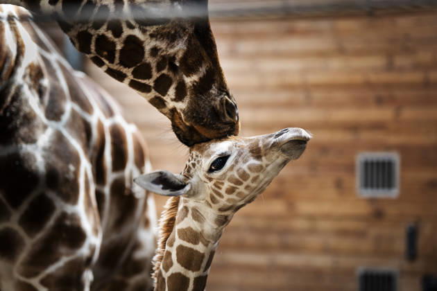 Giraffe calf born at Copenhagen Zoo Newborn giraffe calf in the stable with its mother at Copenhagen Zoo on Monday, June 22, 2026. The birth took place on Monday, June 22, in the morning. A giraffe is pregnant for about 15 months and gives birth to one calf, which at birth is nearly two meters tall and weighs 50-60 kilos. (Photo: Sebastian Elias Uth Ritzau Scanpix) , Denmark Copyright: SebastianxEliasxUthx spdk20260622-165923-L